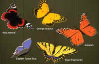 Pacific Northwest Butterflies Mobile.