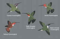 Pacific Northwest Hummingbirds Mobile.