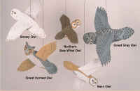 Pacific Northwest Owls Mobile.