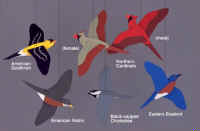 Pacific Northwest Song Birds Mobile.