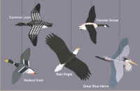 Pacific Northwest Wildnerness Birds Mobile.