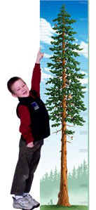 Redwood Tallest Tree Growth Chart